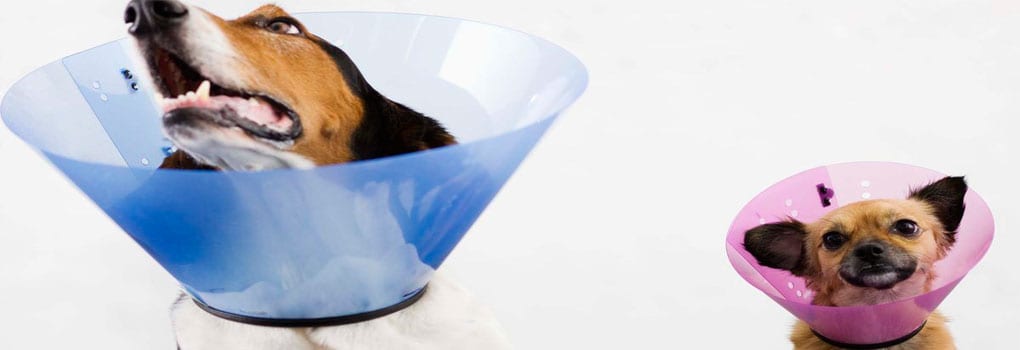 Como-Hacer-un-Cono-para-Perros-o-Collar-Isabelino